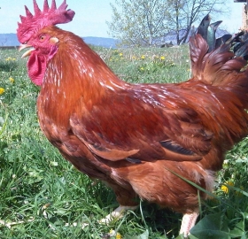 Pollo de raza Empordanesa - Mas El Puig - Torelló (Bcn)