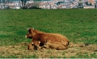 Mas El Puig - Torelló (Osona)