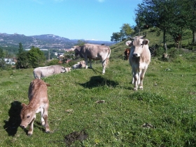Vedella de raça Bruna - Mas El Puig - Torelló (Osona)