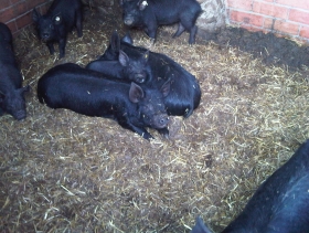 Porc de raça Xato Murciano - Mas El Puig - Torelló (Osona)
